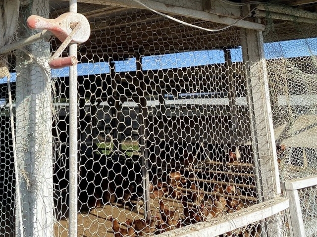 石岡市養鶏小屋トタン屋根改修は複数見積もり