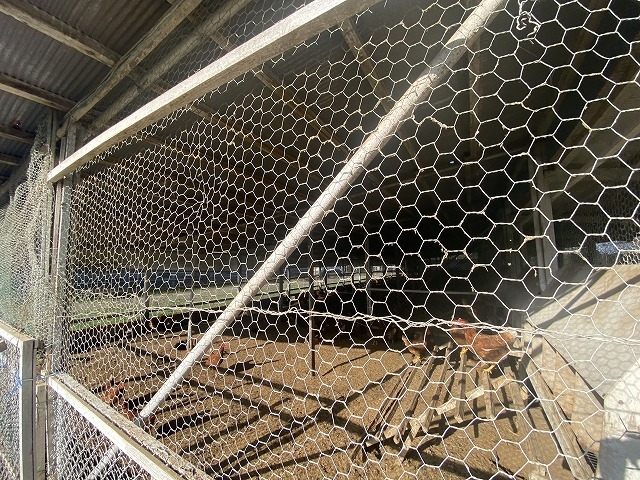 養鶏小屋波板トタン屋根天井