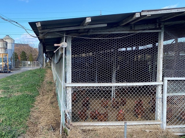 養鶏小屋のトタン屋根改修依頼