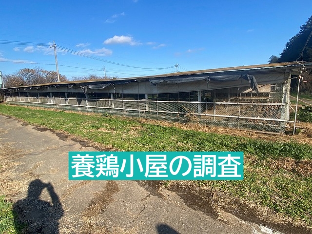 石岡市養鶏小屋トタン屋根改修依頼