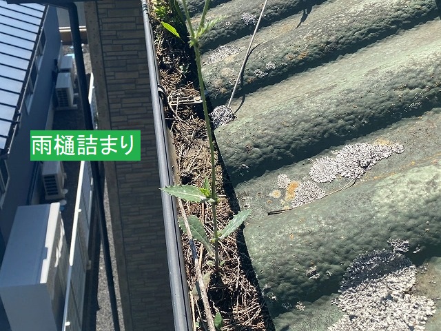 雨樋の中で草木が茂っている