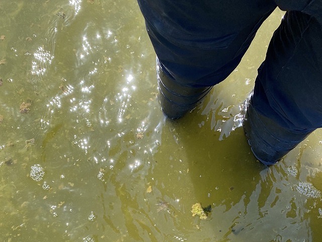 プール上になった陸屋根のドレン詰まりの解消を試みるスタッフ