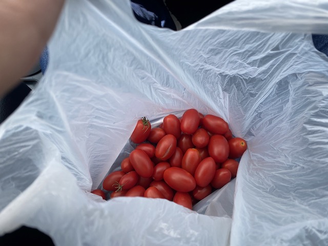 ひたちなか市の調査でいただいたトマト