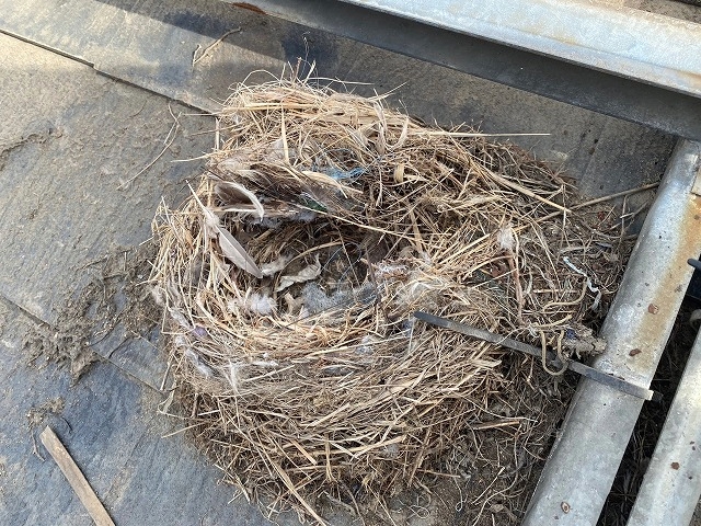 モジュールの下には野鳥の営巣跡