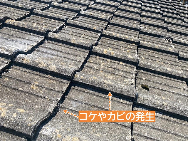 セメント瓦に発生したコケやカビ