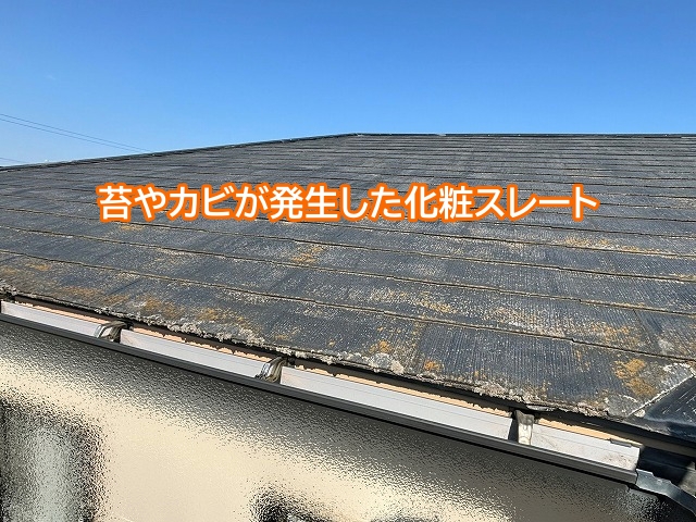 茨城町の化粧スレートに発生した苔とカビ