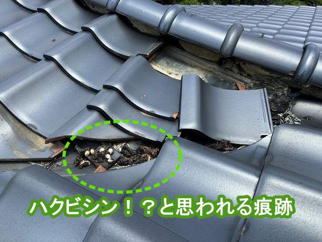 瓦屋根の谷部に、ハクビシンの糞尿らしき痕跡