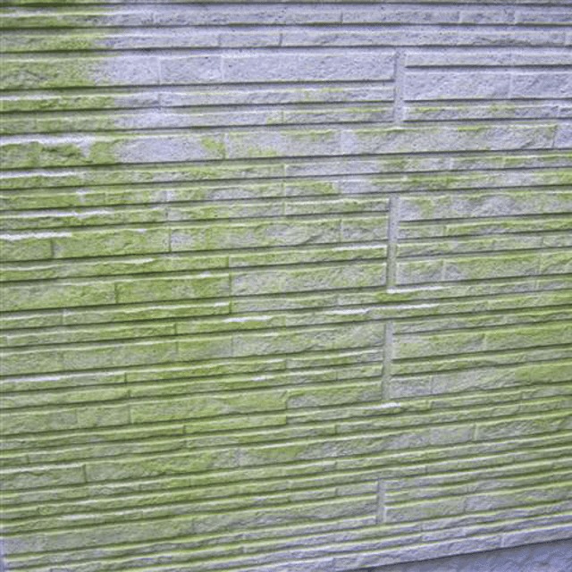 外壁の苔は塗装が必要