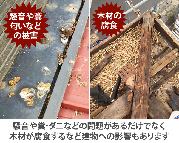 野鳥による屋根のトラブル事例