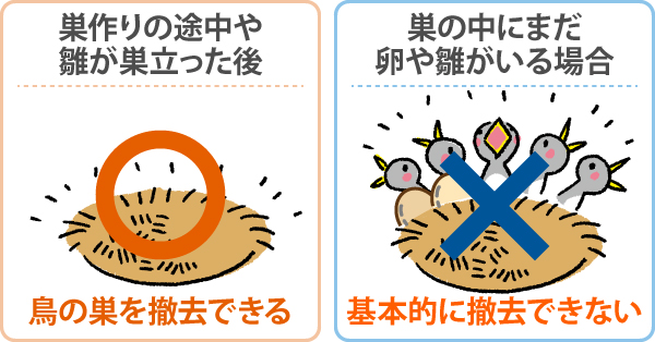 繁殖期は鳥の巣の撤去は不可