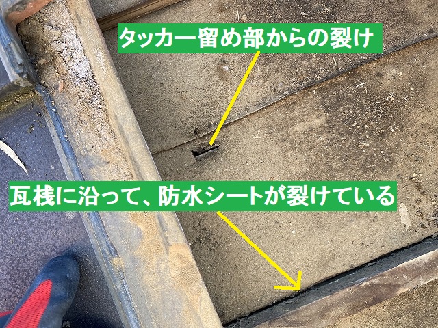 タッカー留め部と瓦桟に沿って裂けていた防水シート