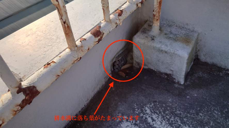 排水口に落ち葉が溜まっている