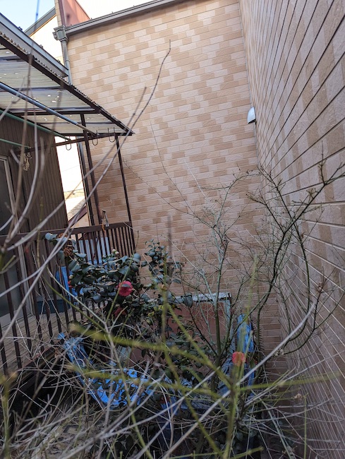 木も多い茂っている