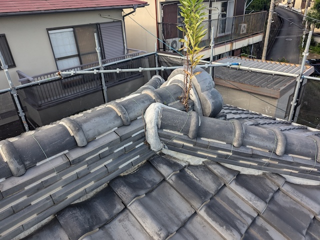 立派に育ってしまった屋根の雑草