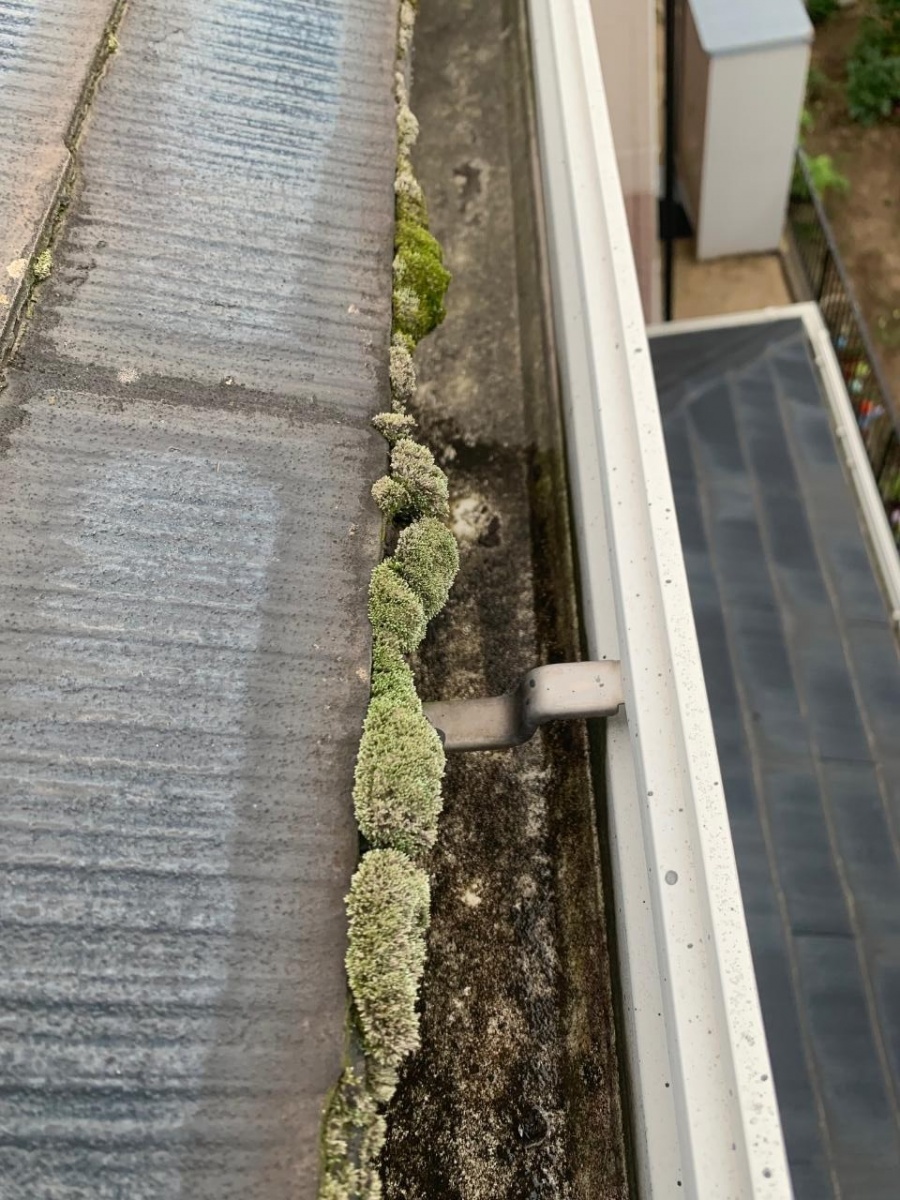 苔が繁殖している様子