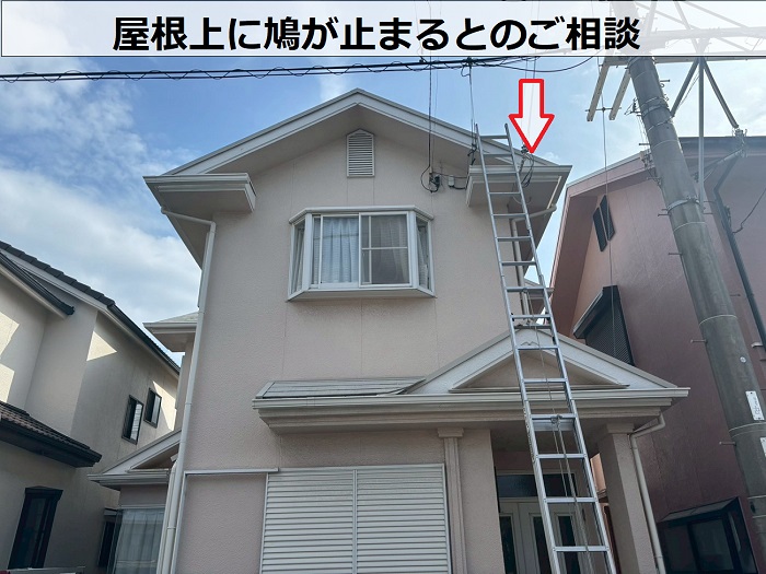 屋根上に鳩が止まる現場