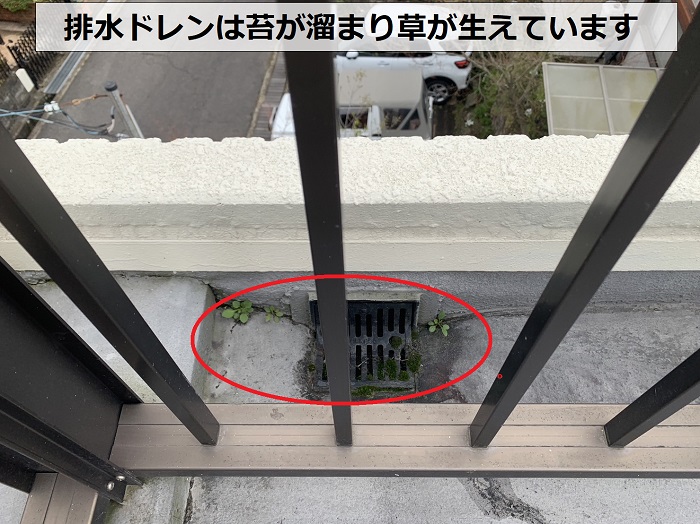 陸屋根のドレンに草が生えている様子