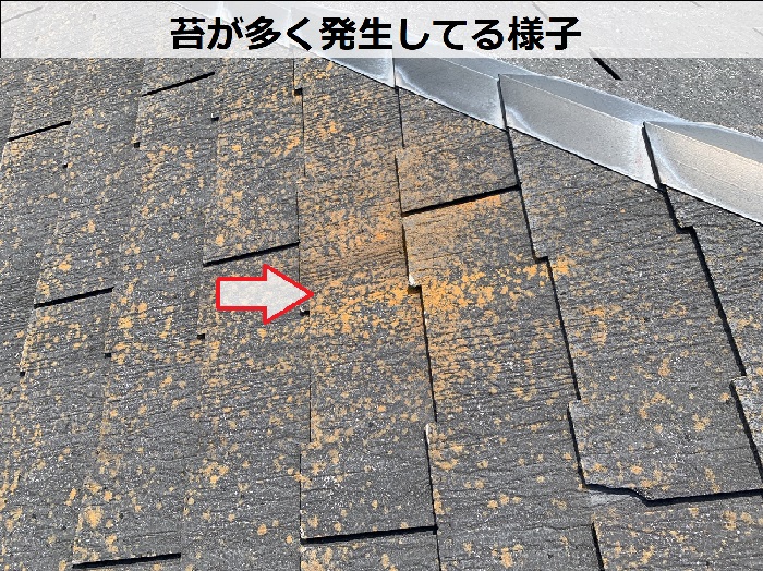 コロニアルNEOに苔が発生している様子