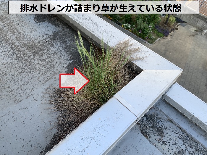 雨漏り原因となっている排水ドレンに草が生えている状態