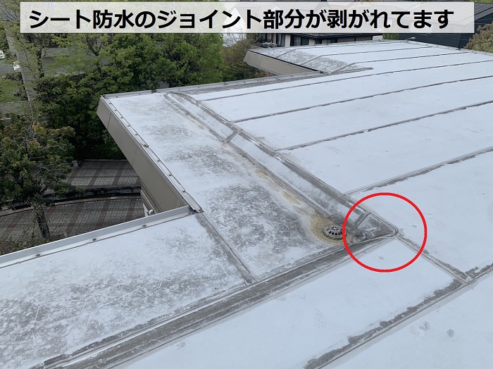 陸屋根のシート防水ジョイントが剥がれている様子
