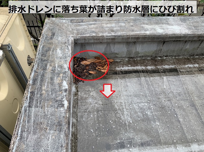 屋上防水の排水ドレンに落ち葉が溜まっている様子