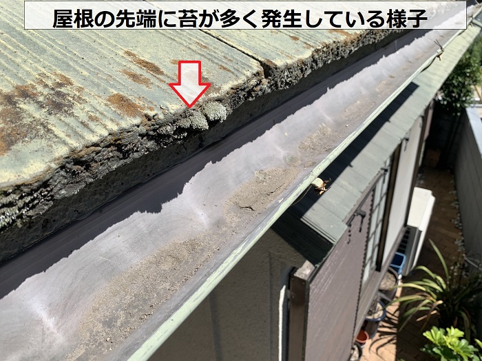 モニエル瓦の先端に苔が多く発生している様子