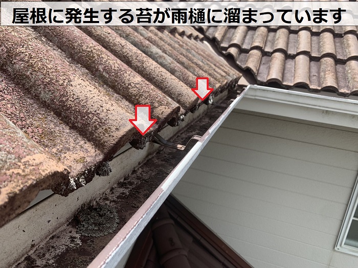 屋根に発生する苔が雨樋に溜まっている様子