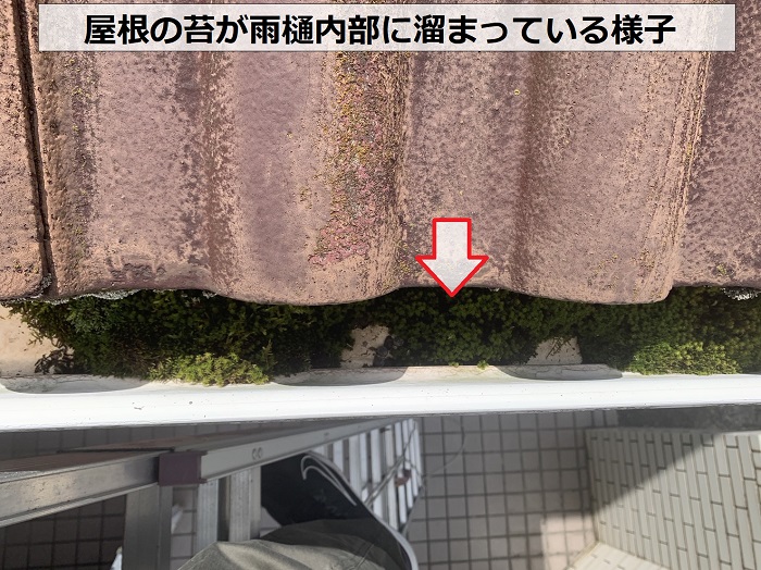 屋根の苔が雨樋内部に溜まっている様子