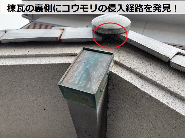 西宮市で家コウモリの侵入経路を発見した様子