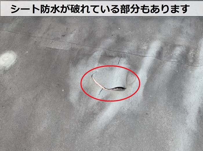 ビルの陸屋根無料診断でシート防水が破れているのを発見した様子