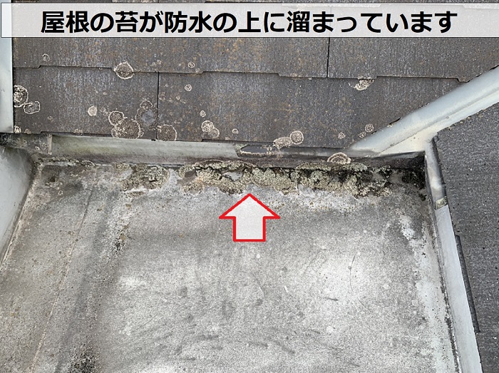 屋根点検で防水の上に苔が溜まっているのを確認