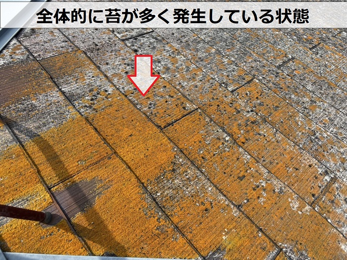 川西市で苔の発生しているコロニアル屋根を調査