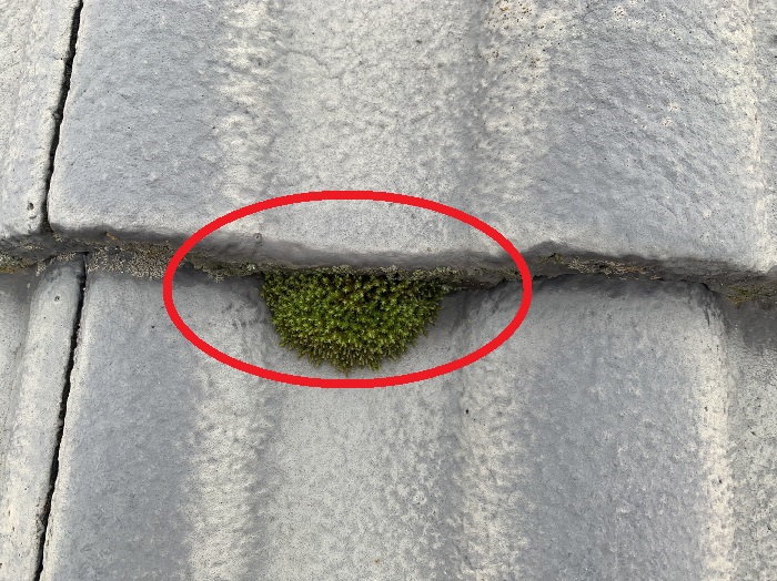 屋根に発生する苔