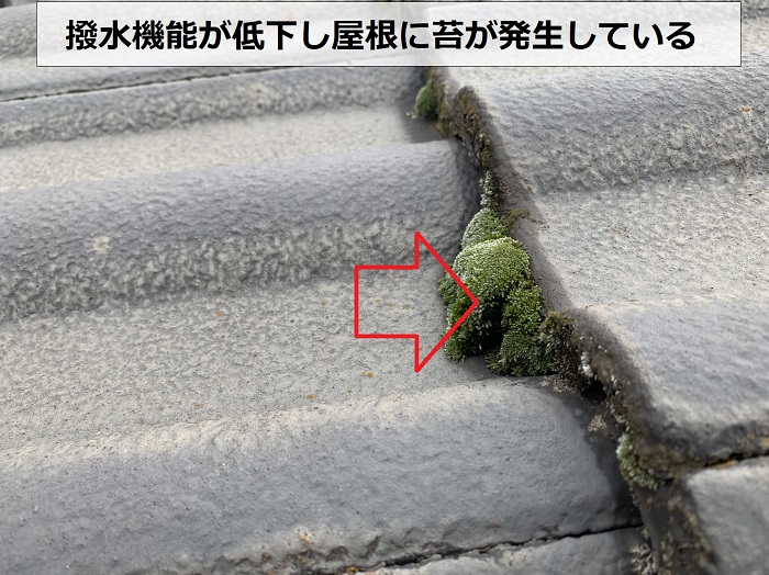 撥水機能が低下し屋根に苔が発生している様子