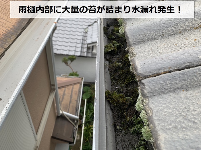 雨樋内部に大量の苔が詰まている様子