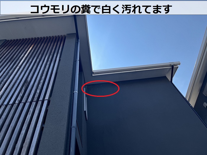 家コウモリのふんで白く汚れている様子