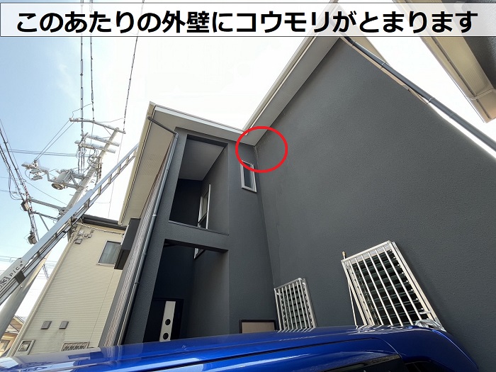 家コウモリが外壁に留まる場所