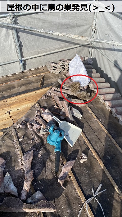 屋根の中に鳥の巣があった様子