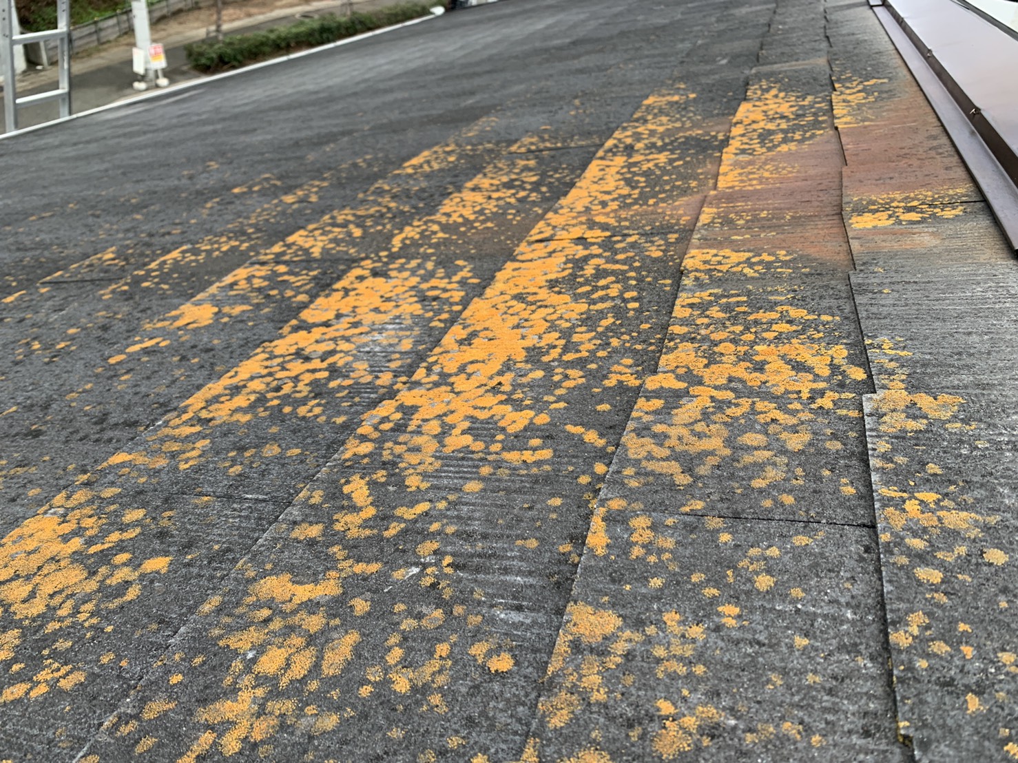 スレート屋根表面の撥水機能が低下し苔が繁殖している様子