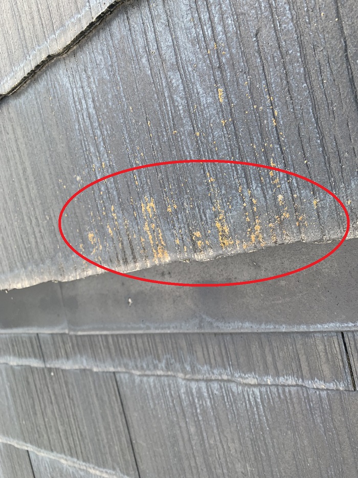 スレート屋根に苔が発生している様子