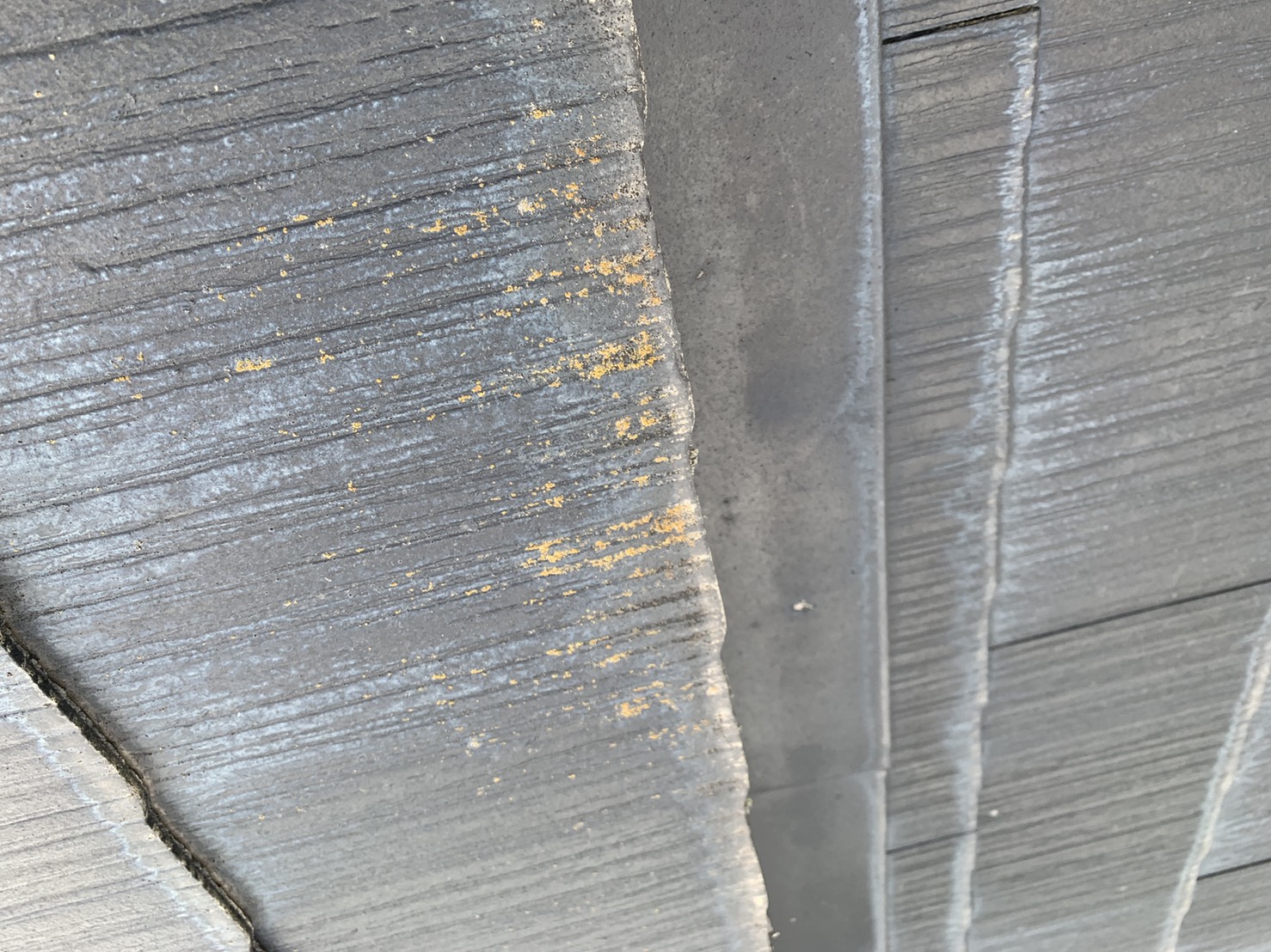 雨漏りの原因調査でカラーベストに苔が生えているのを見つけた様子