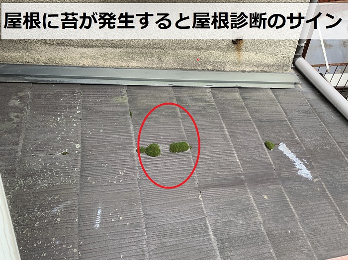 屋根に苔が発生している様子