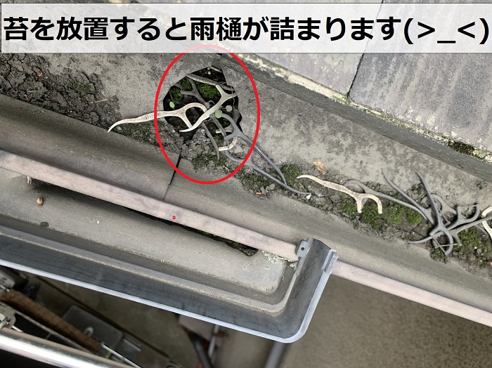 雨樋に苔が詰まっている様子