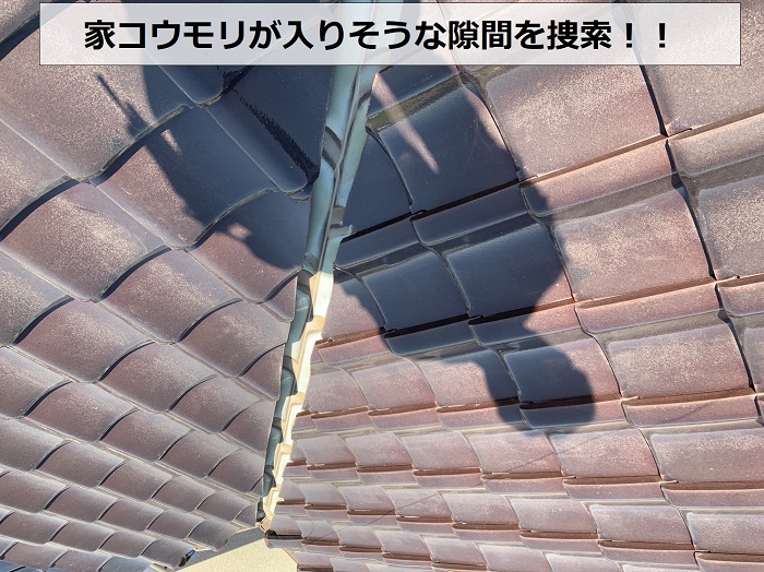 家コウモリが入りそうな隙間を捜索している様子