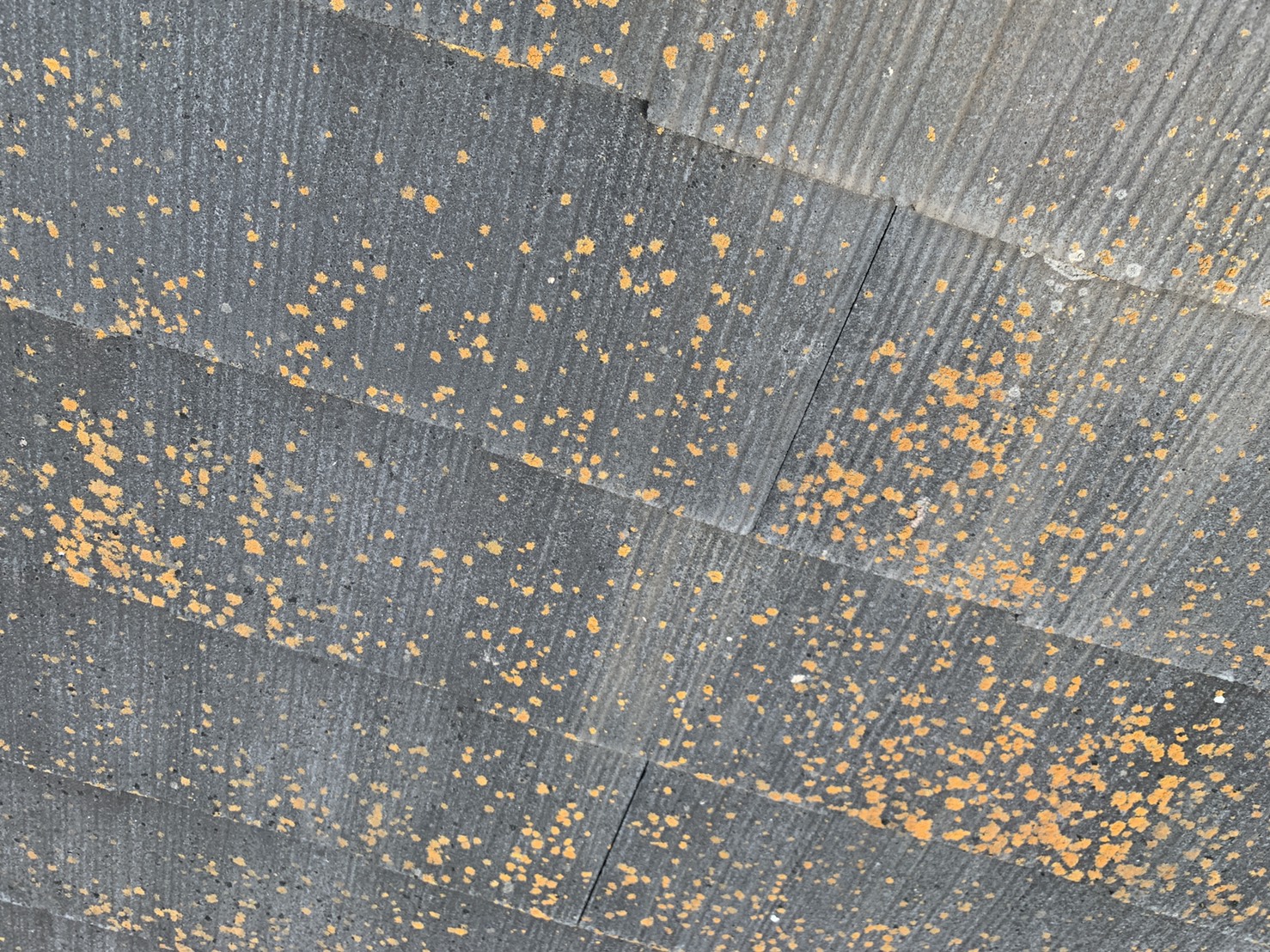 明石市での屋根診断でスレート屋根の表面に出来た苔の様子