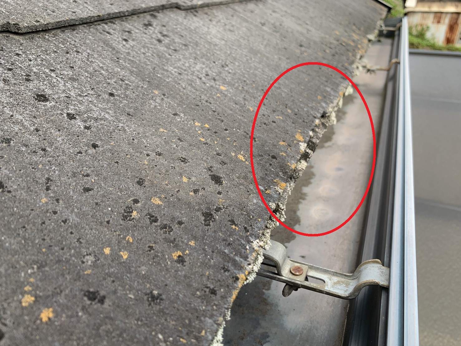 明石市での屋根診断で屋根の先端に苔が繁殖している様子