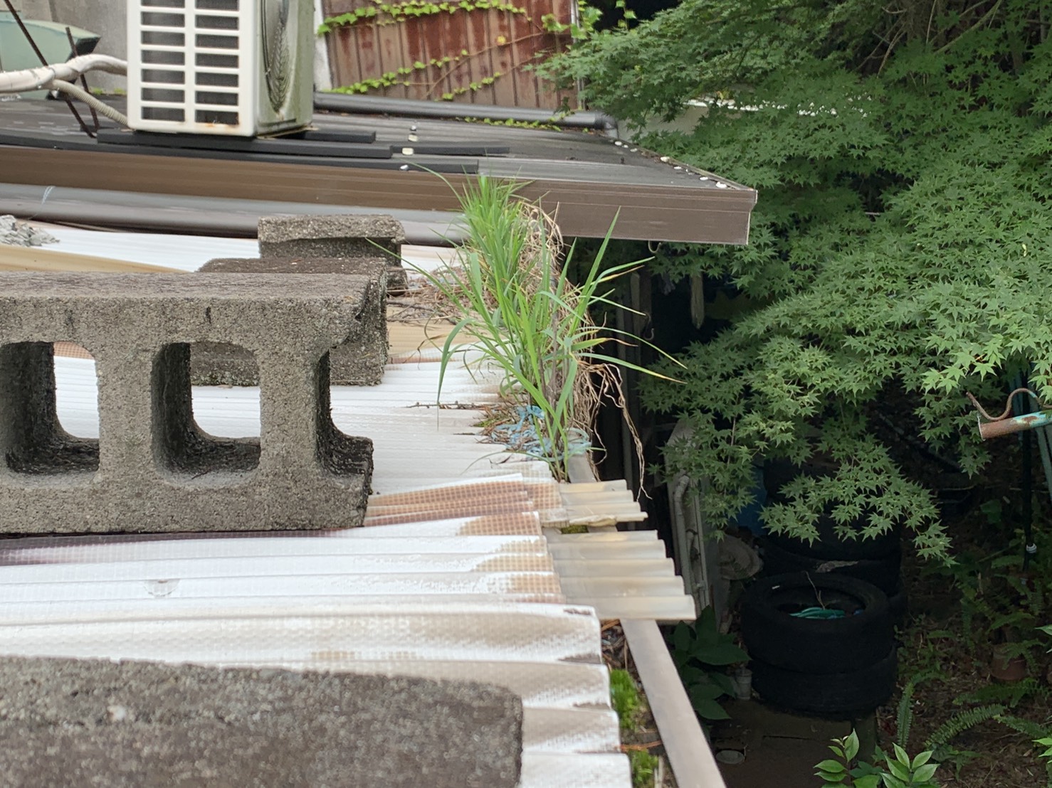 波板の雨樋に草が生えている様子