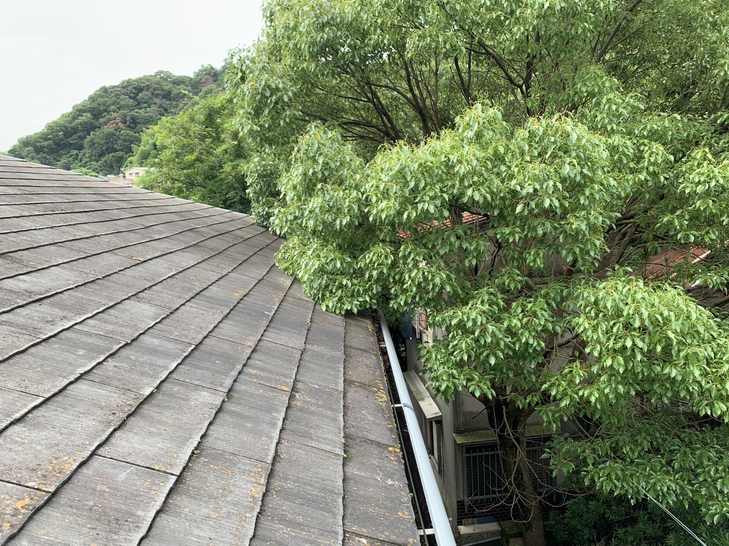 雨樋からの水漏れ調査で見た屋根上に生い茂った木の様子