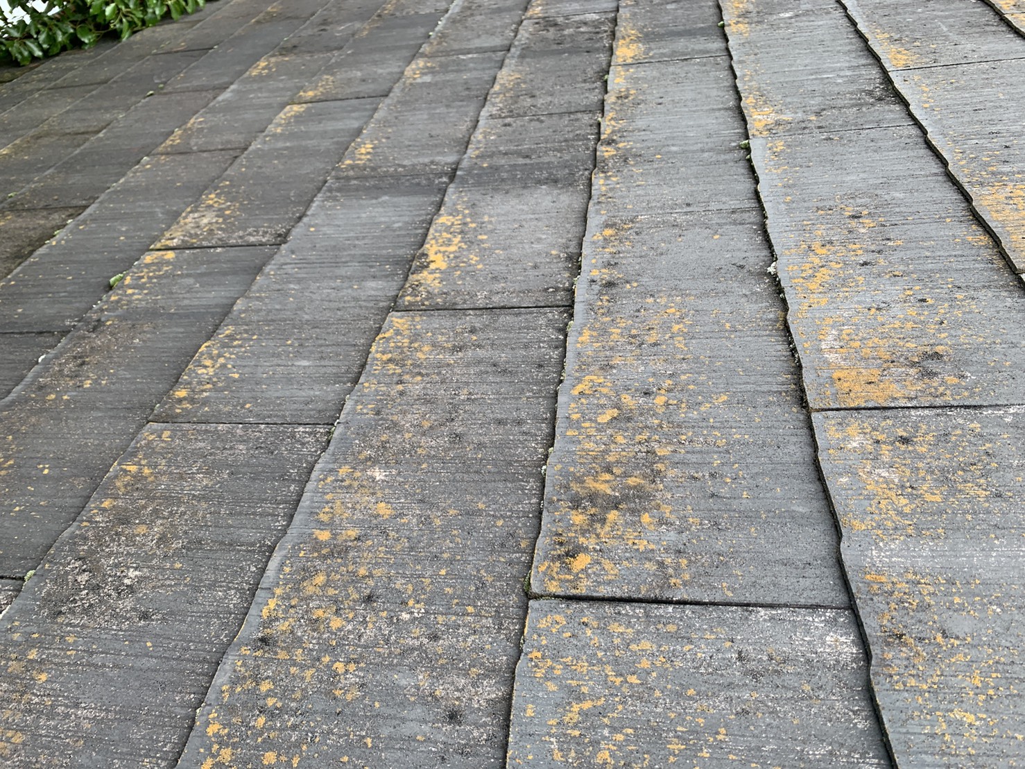 雨樋の詰まりの原因となる屋根上の苔