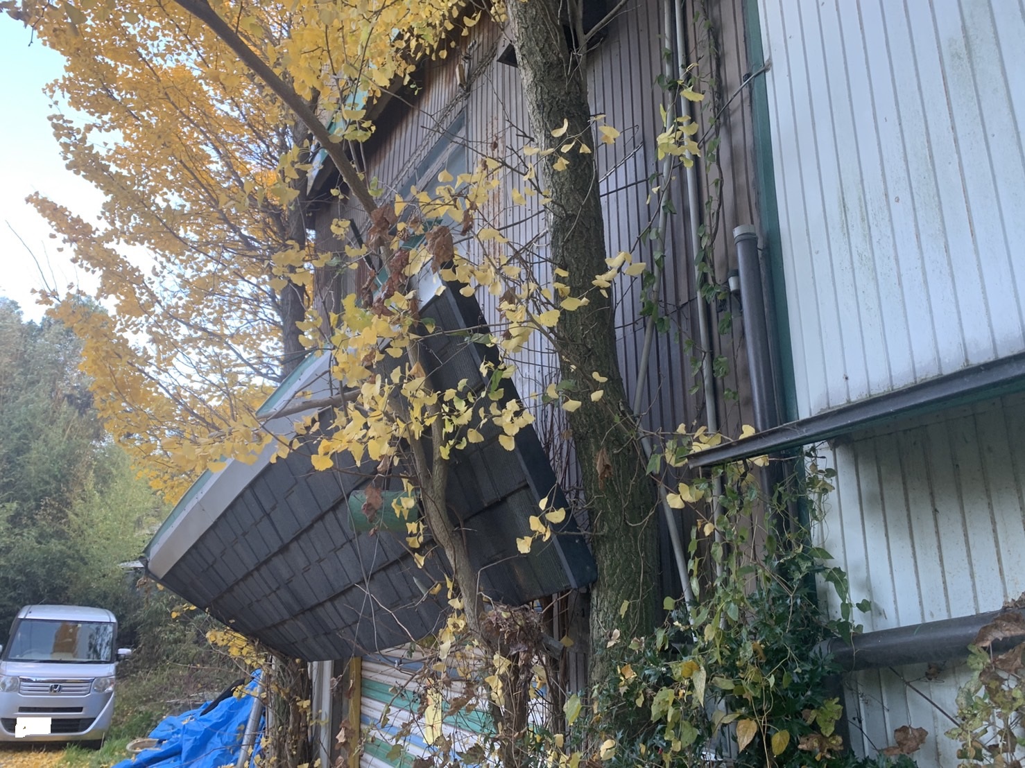 木に引っかかった庇屋根